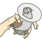 Dendrocitta formosae-injured