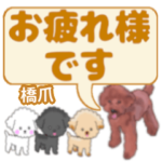 橋爪「はしづめ」さんのトイプードル会話