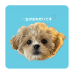 アーニャはかわいい♡