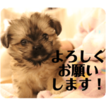 くーちゃんスタンプ