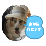 コーギーるいちゃん