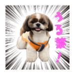 シーズー犬　「うる葉」スタンプ　第4弾