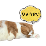 ニャクソン君。了解①