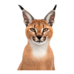 カラカル（使いやすくてかわいいにゃん）