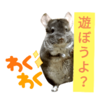 チンチラのむーちゃんスタンプ