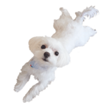 マルチーズのエディ