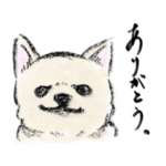 でっけぇチワワ