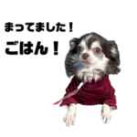 チワワのめんまのスタンプ