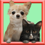 チワワとネコのリアルな日常
