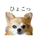 チワワのめっち