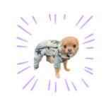 チワワのうに2  と仲間たち