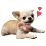 チワワのららむ〜2