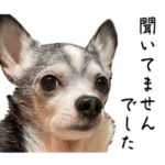 チワワのバーディ②