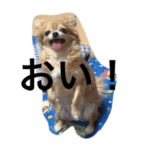 うちの子　チワワ　ポメラニアン