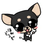 極小チワワのごまちゃん