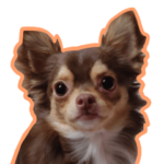 チワワのちゅめちゃん