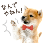 関西弁で柴犬だワン！