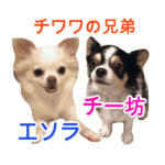チワワのエソラとチー坊