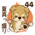 柴犬・ちゃちゃ丸 44『夏真っ盛り』