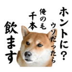 柴犬こむぎとボクの三浦半島⑤