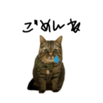 はらっぺらし猫