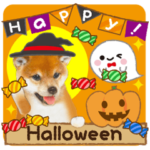 かわいい犬❤️飛び出す❤️しばけん❤️秋