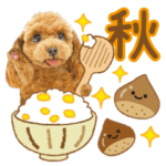 かわいい犬❤️飛び出す❤️プードル❤️秋