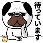 毎日使えるパグ犬