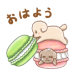 スイーツ×トイプードルの虎太郎＆三桜