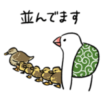 ふろしき文鳥　その四