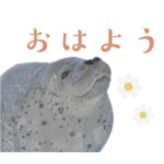 アザラシランド
