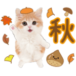 かわいい猫❤️飛び出す❤️ねこ❤️秋