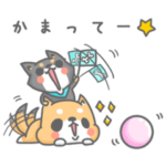 柴犬ポンと小さき者チビ