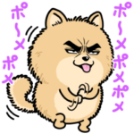 目ヂカラ☆わんこ9