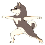 ヨガを嗜む柴犬さん