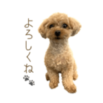 テディベアドッグのモコ2