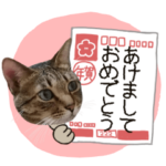 冬の猫すたんぷ。