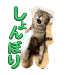 のら君ミミちゃん