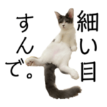 みやこねこスタンプ2024