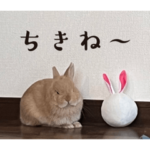 うさぎのうにさん