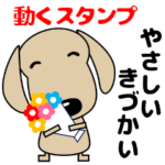 ずっと使える優しい気遣いダックス