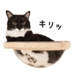 タキシード猫「そら」