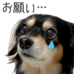 チワックスひより①  