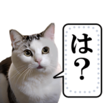 猫ミームであそぼ