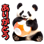 リアル⭐パンダ