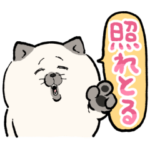 ポジティブ猫ねむちゃん