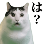 毎日使える猫ミーム