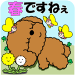 飛び出すトイプー「春ですね」