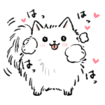 ご主人様大好きポメラニアン