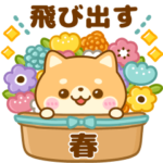 飛び出す♡春の豆柴日和